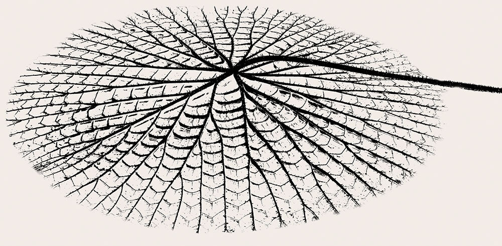 amazonia-leaf.jpg