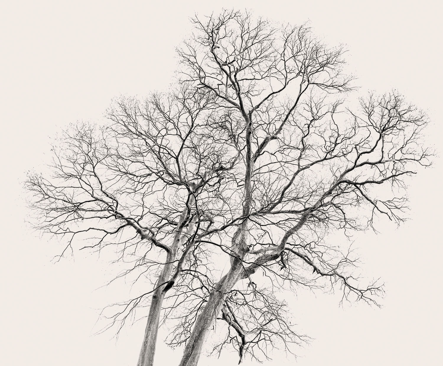 neuron-tree.jpg